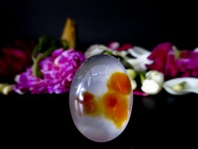 MUSTIKA KUPU-KUPU MALAM