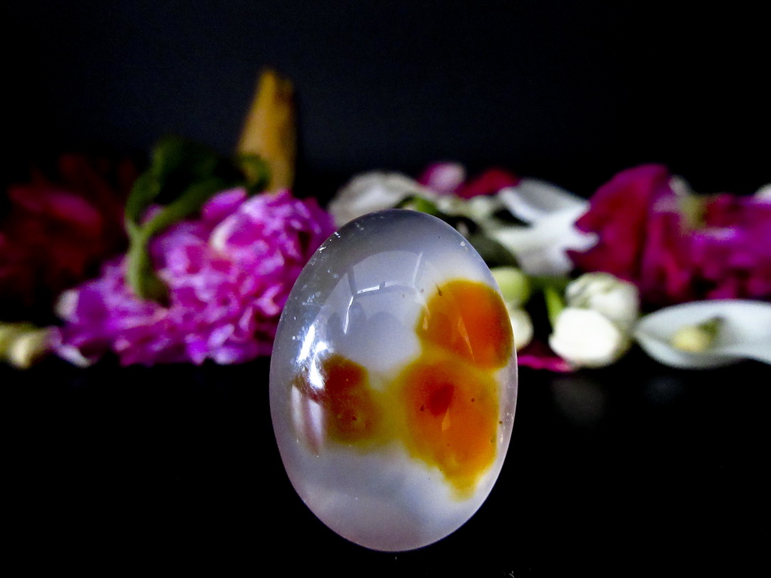 Mustika Kupu-kupu Malam